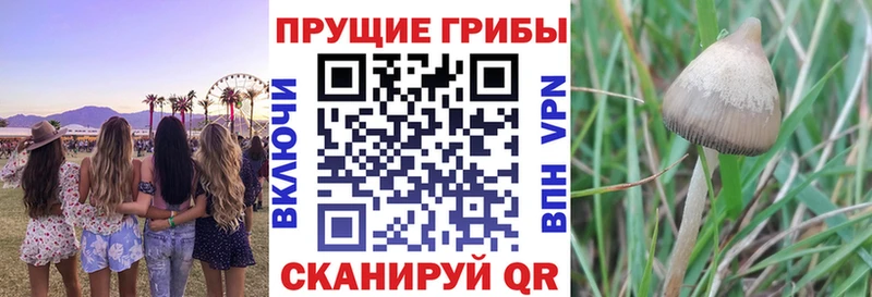 Псилоцибиновые грибы Magic Shrooms  Купить закладки  Ульяновск 